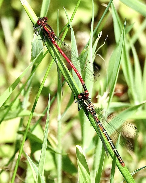 large red damselflies